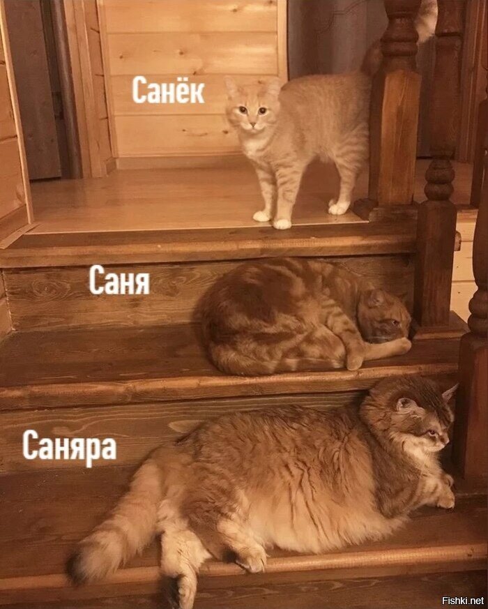 Гильдии котов