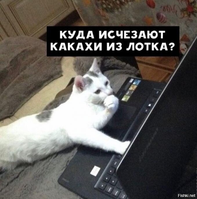 Что ищут кошки в интернете