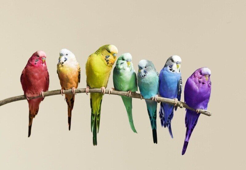 Волнистый попугайчик: А какие они в дикой природе?
