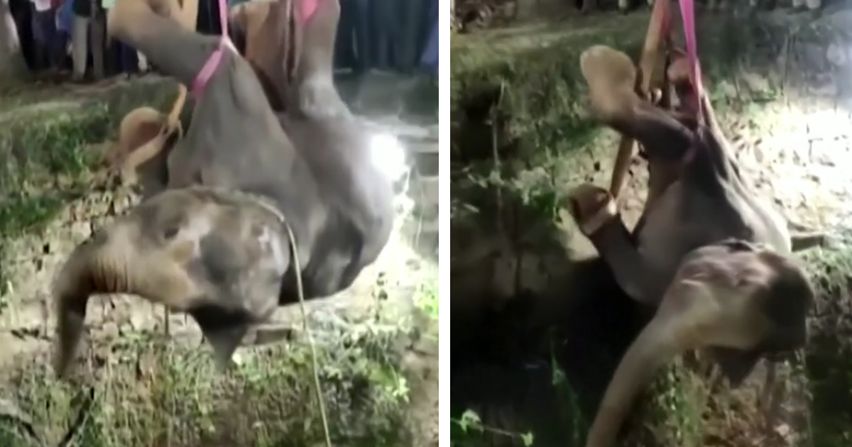 В Индии прошла 14-часовая операция по спасению упавшего в колодец слона