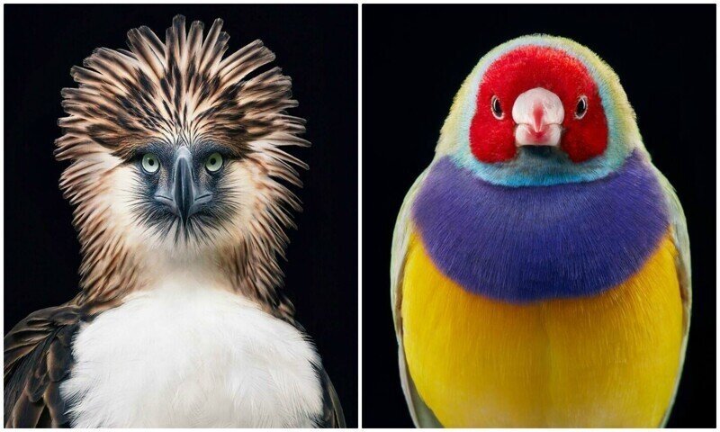 25 невероятных портретов красавиц-птиц