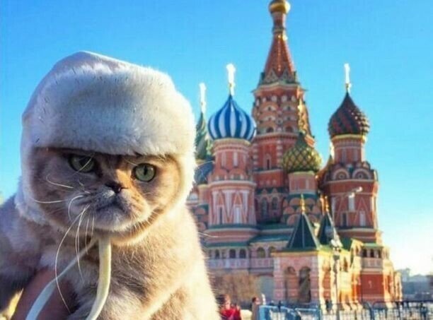 Россия — страна котов!