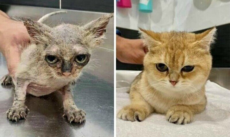 30 вдохновляющих фото кошек и котят до и после спасения