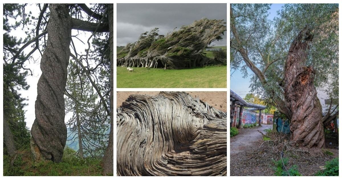 Неразгаданная загадка природы: деревья, которые закручиваются в спираль