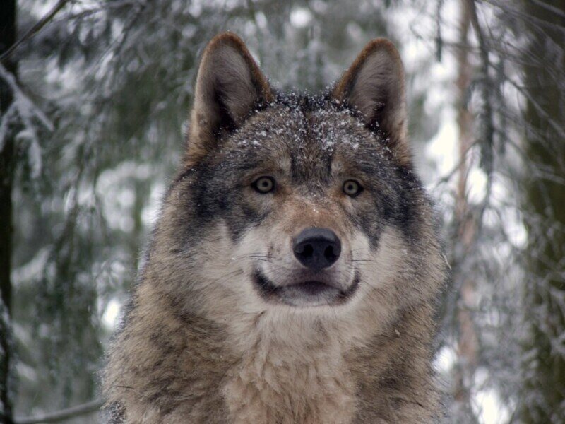 Серый волк и интересные факты о нем