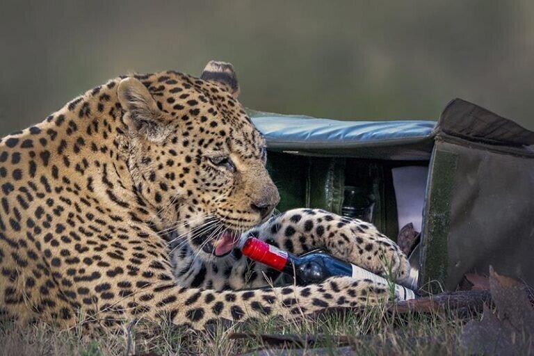 Леопард стащил у туристов продукты для пикника