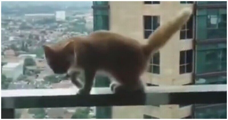 Бесстрашный котенок прогулялся по балкону и заставил хозяев всерьез поволноваться
