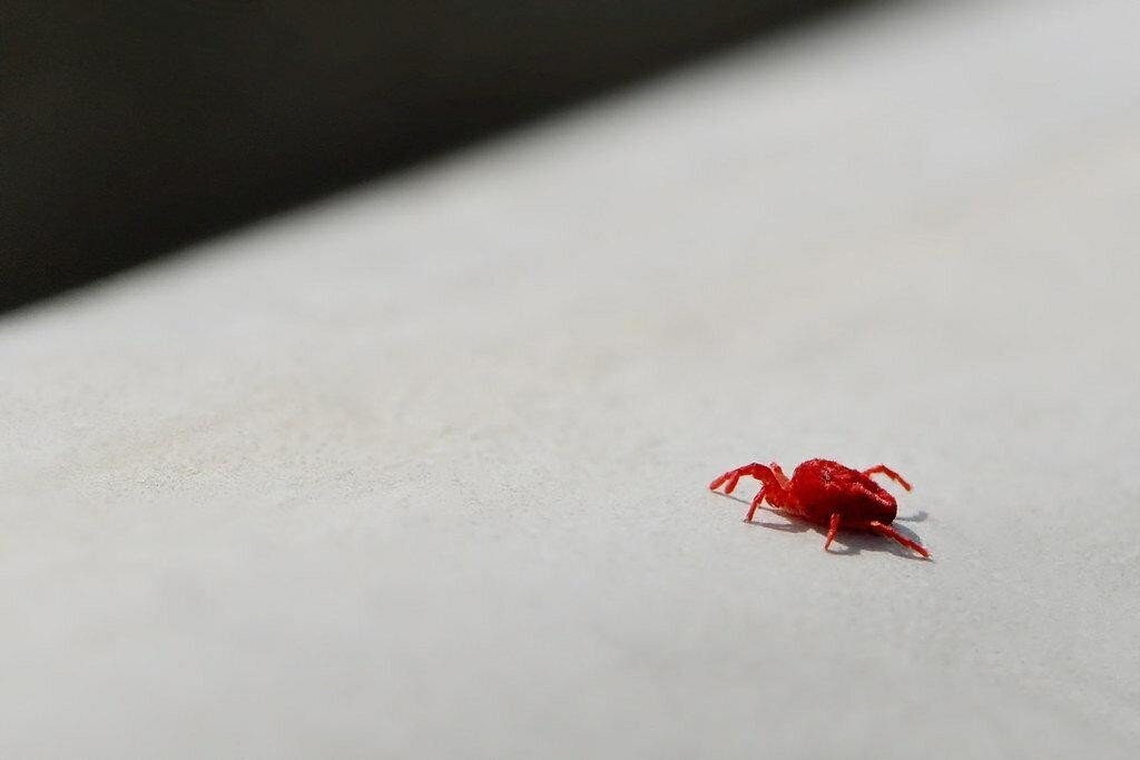 Краснотелковый клещ: Тот самый крошечный красный жучок, которого видел каждый. А это, кстати, опасный паразит