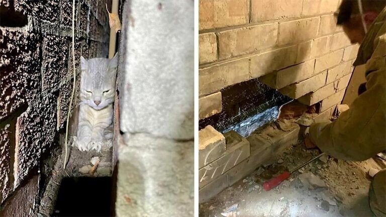 Пожарные спасли кошку, застрявшую в крошечной щели между двумя стенами