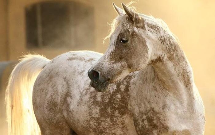 Обидели лошадку: почему выражение «сивый мерин» используется для обозначения врунишек?