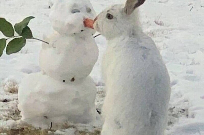 Видео: заяц съел нос у снеговика