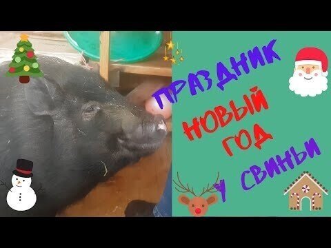 Праздник у свиньи!