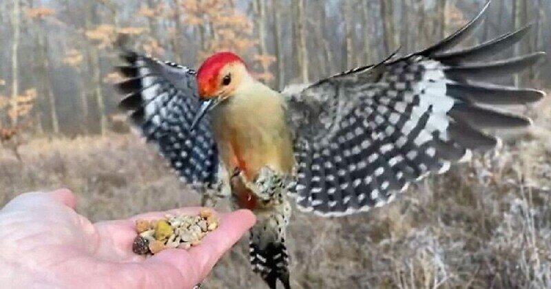 Фотограф кормит птиц с ладони и снимает их на камеру в замедленном движении