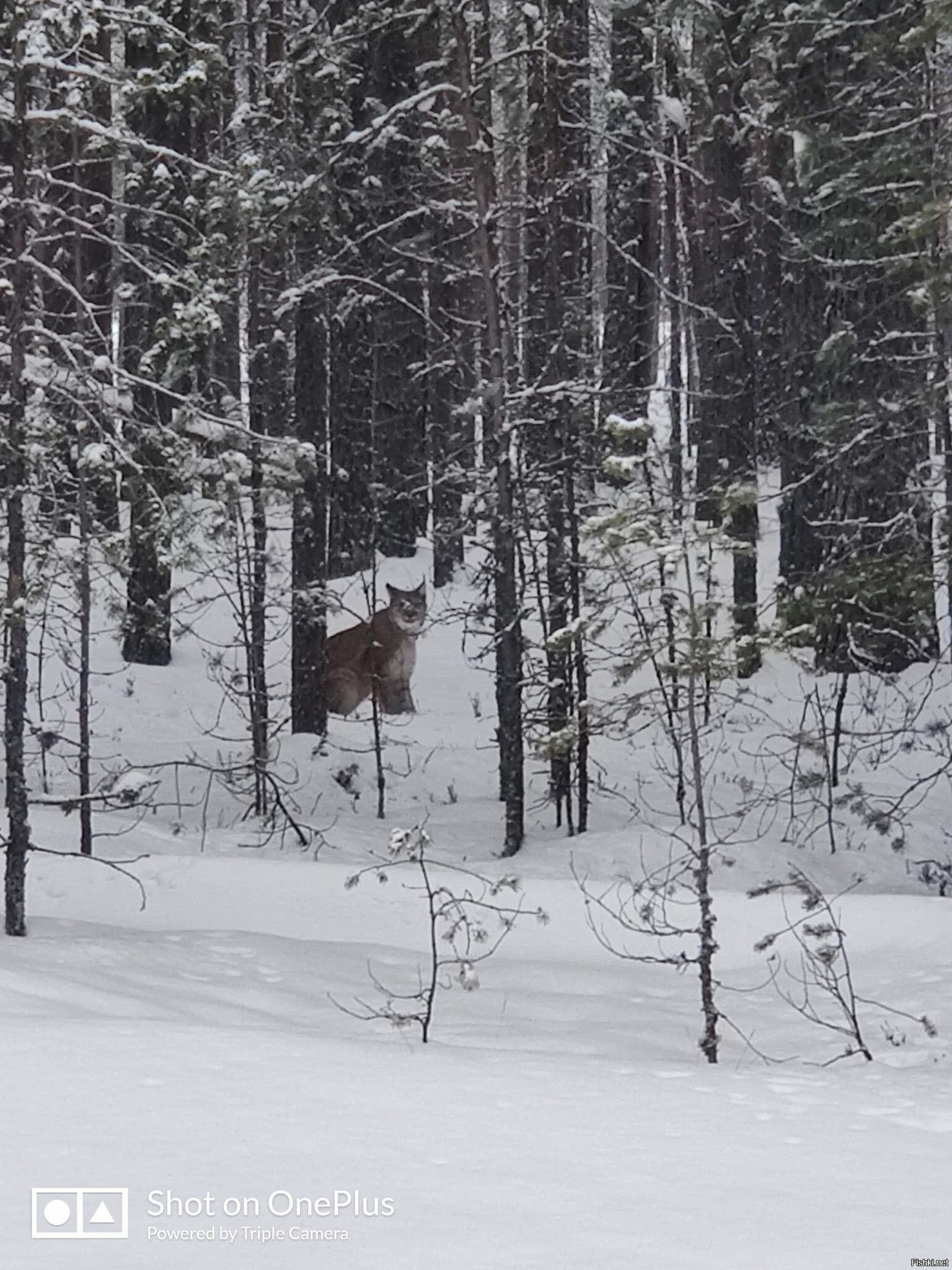 Встретили по дороге домой