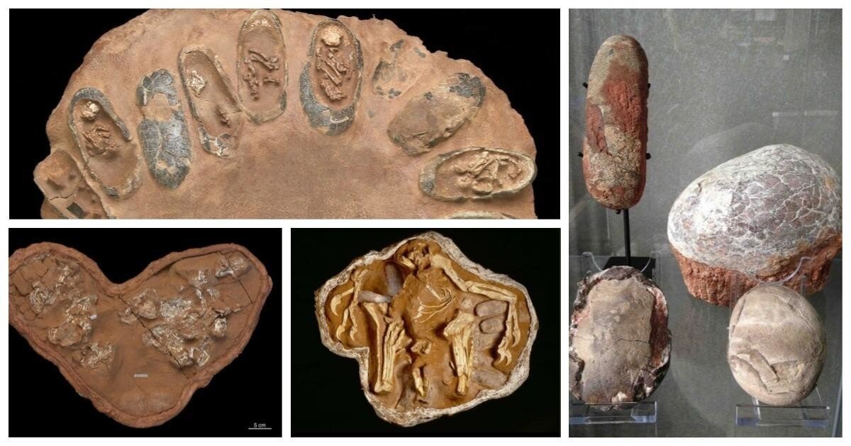 Как выглядели яйца динозавров: факты о жизни миллион лет до нашей эры