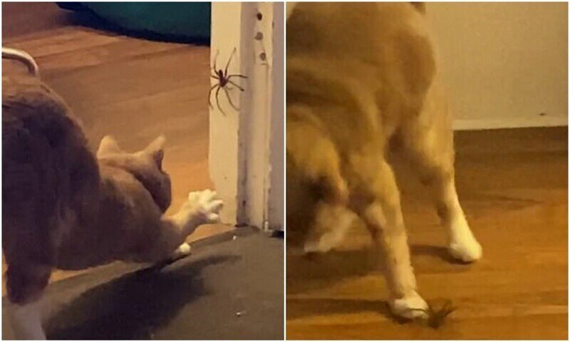 Кошка довела хозяйку до истерики, решив напасть на огромного паука