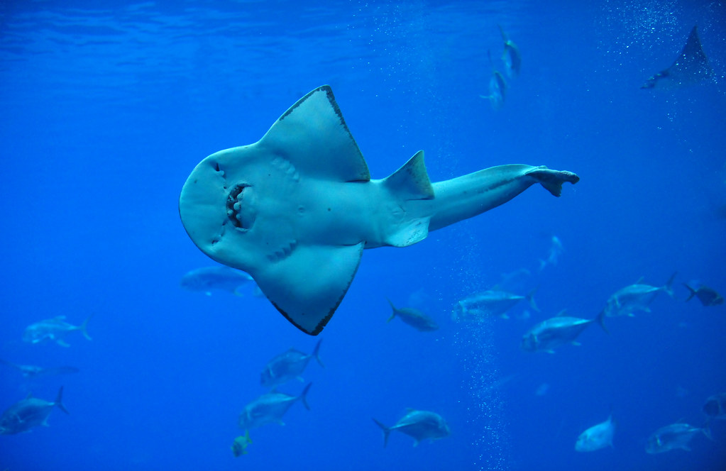 Рыба-халява: Смешное и доброе существо оказалось возможной переходной формой между акулой и скатом