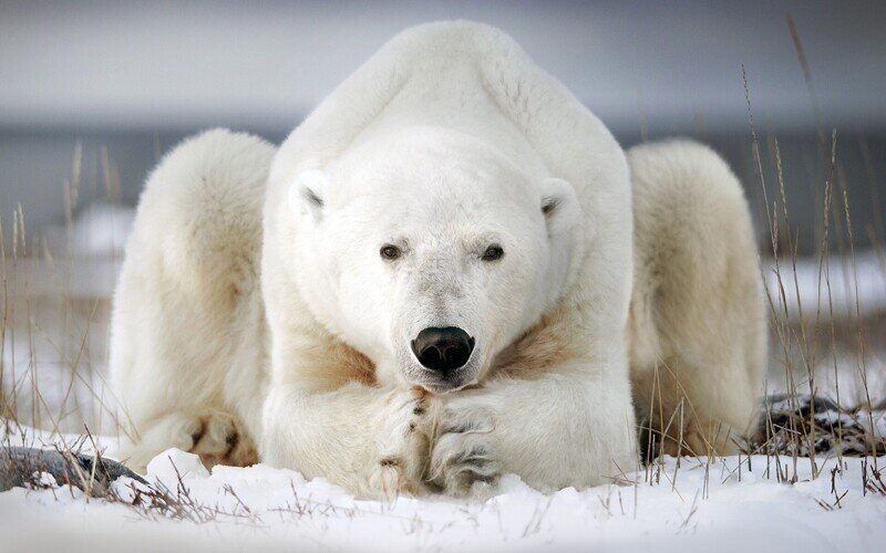 Самый крупный сухопутный хищник, символ Арктики, белый медведь