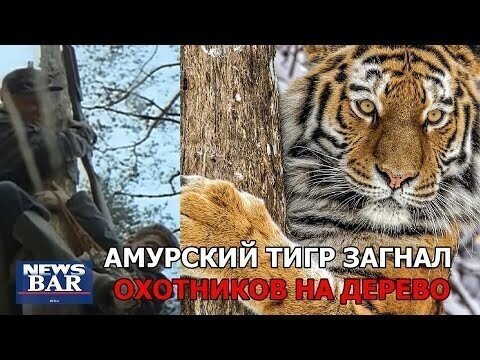 Тигр в Приморье загнал охотников на дерево