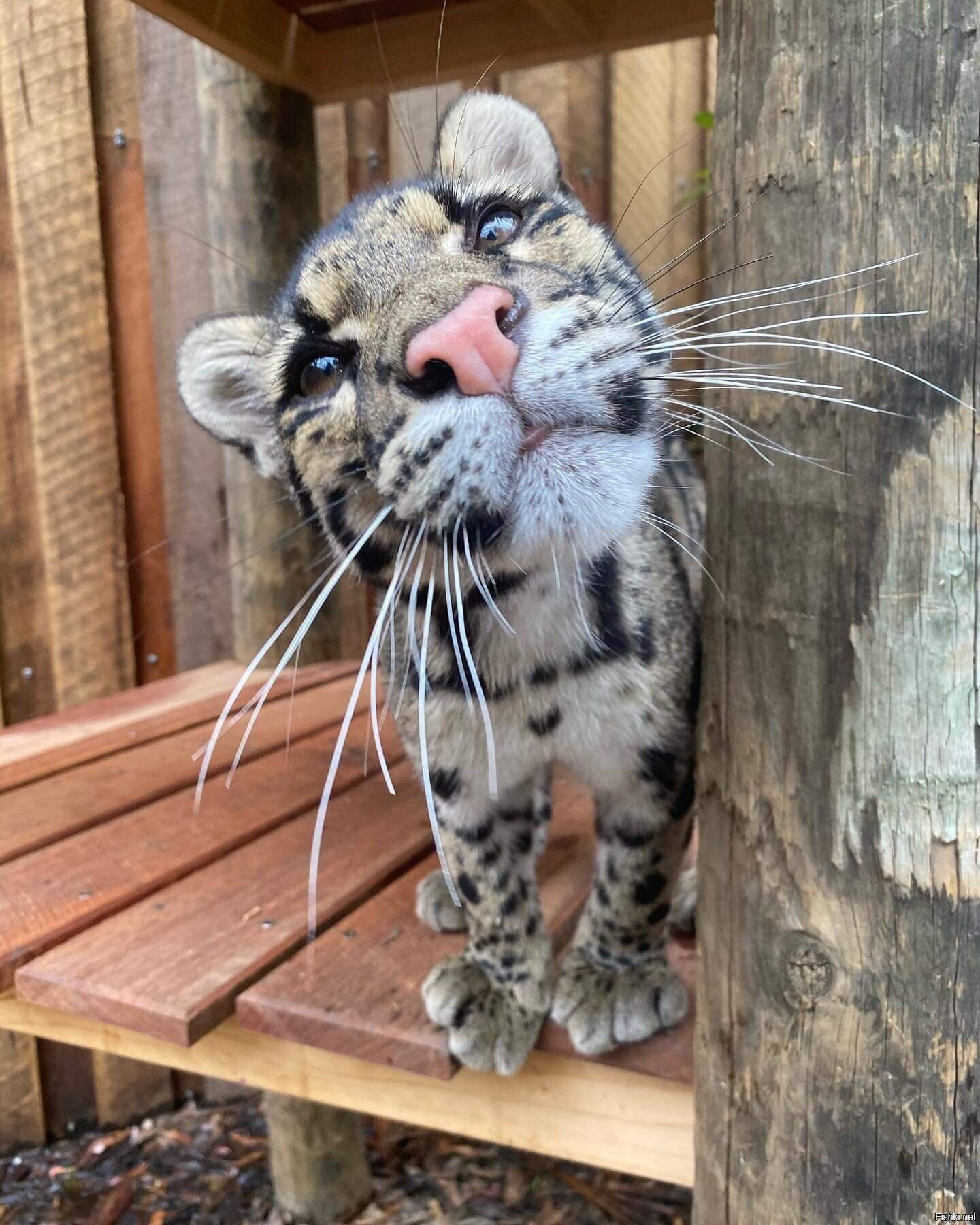 Дымчатый леопард Cinta (Clouded leopard) из Австралии