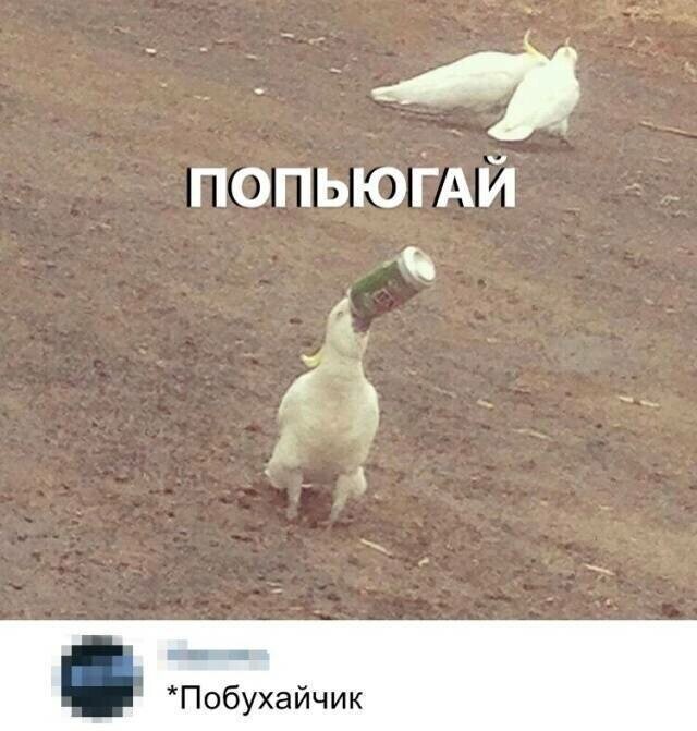 Веселые фотки с надписями