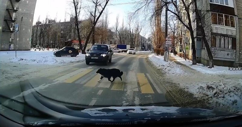 Когда животные умнее некоторых людей: собака соблюдает ПДД