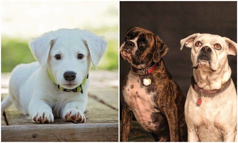 Ученые выяснили, когда появились первые домашние собаки