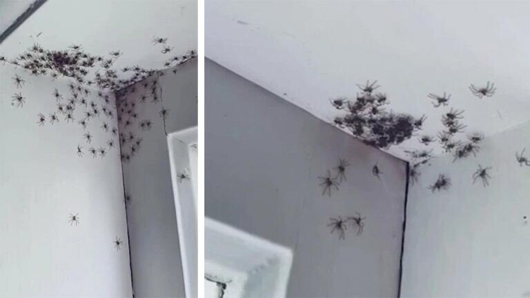 Сотни гигантских пауков облюбовали угол в доме