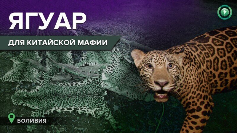 Китайская мафия поставляет ягуаров из Боливии в дорогие рестораны