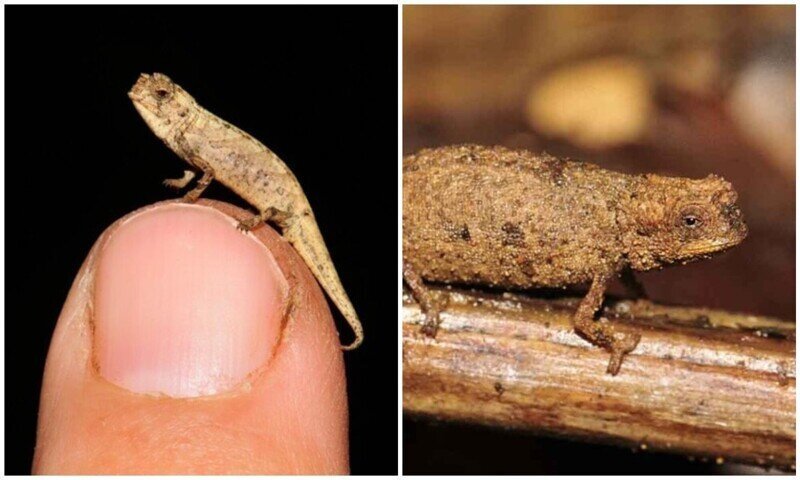 Ученые нашли "нано-хамелеона" - самую маленькую рептилию в мире