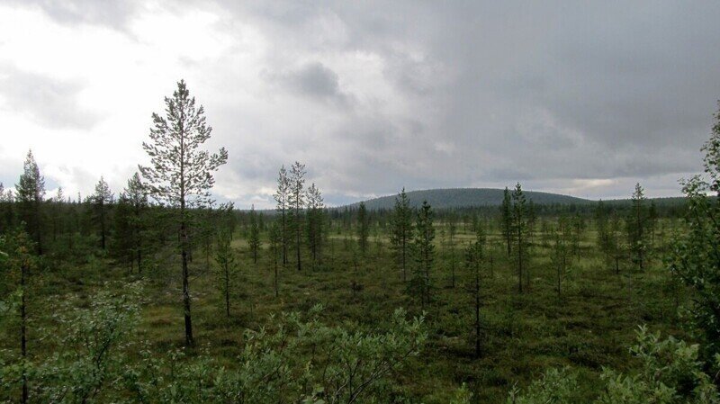 «Деревья пошли на север»: тайга в России вытесняет тундру из-за потепления