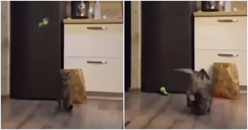 Испуганный кот продемонстрировал свои навыки  брейк-данса