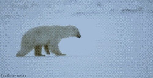 Гифки с белыми медведями