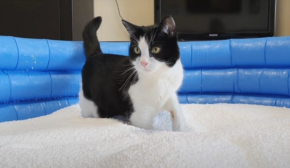 7 млн просмотров на YouTube собрал за три месяца сюжет с белорусским котиком в бассейне  