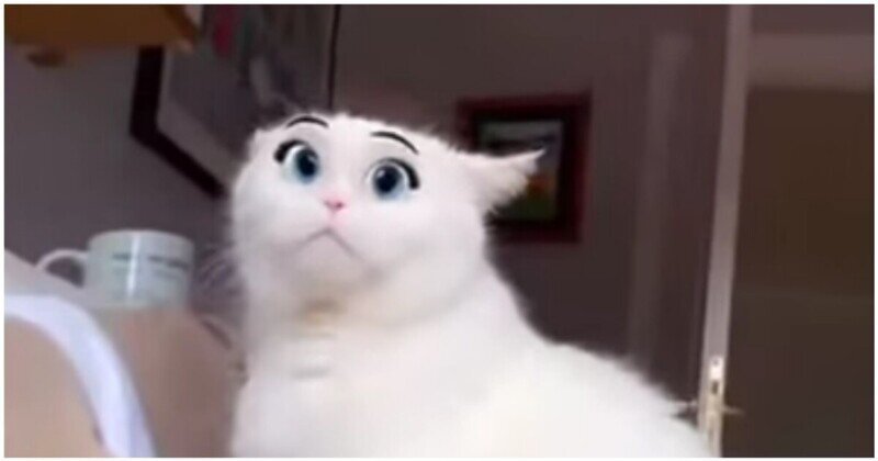 Фильтр в Snapchat превратил кошку в милого персонажа мультфильмов Disney