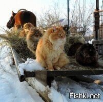 Солянка