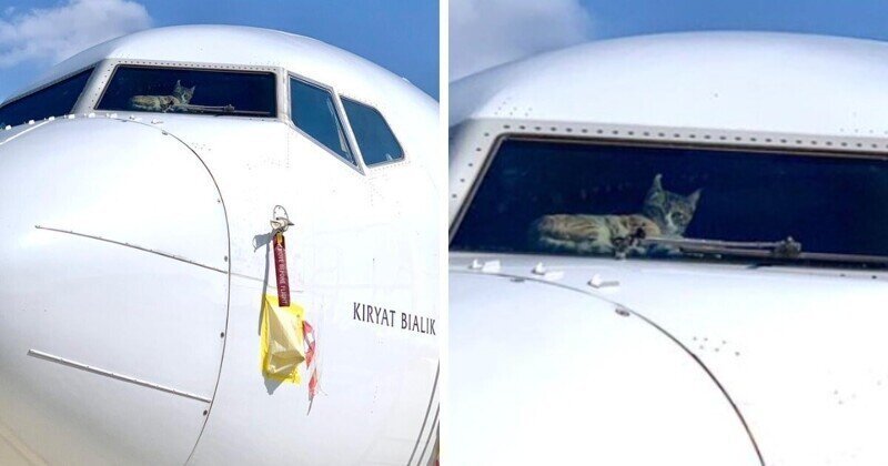 Кота на две недели забыли в пустом самолете