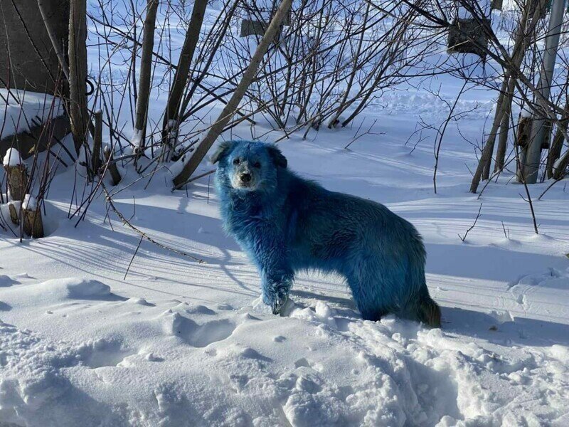 В Нижегородской области появились ярко-синие собаки