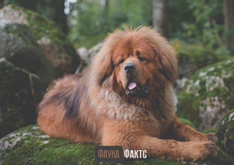 «Золотая» собака родом из Тибета: почему тибетский мастиф так дорого стоит