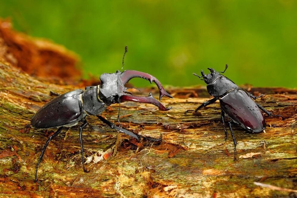 Происхождение слова «жук» и особенности этих насекомых