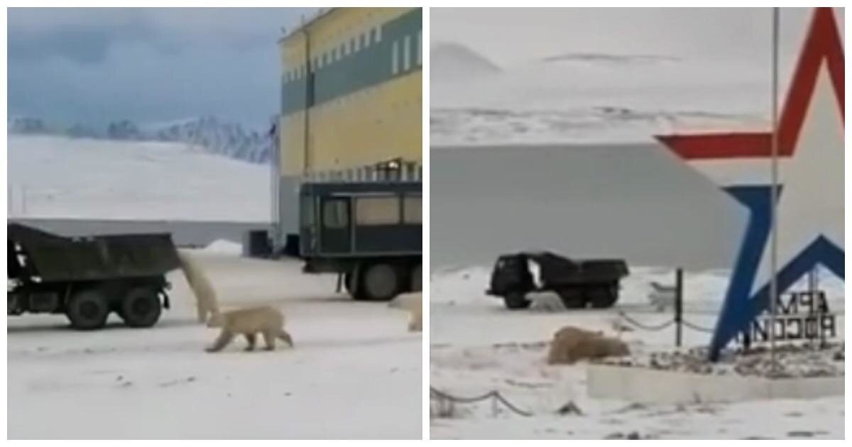 Белые медведи решили "угнать" КамАЗ в Якутии