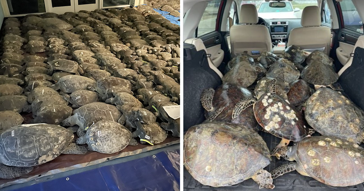 Жители Техаса спасли более 4&nbsp;000 замерзших морских черепах