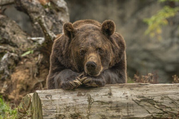 Женщину на Аляске укусил медведь, живущий в туалете