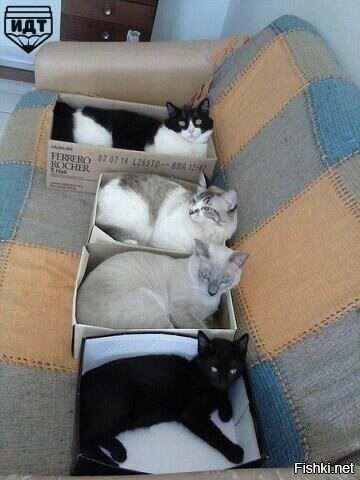 магия коробок или как во время уборки собрать всех кошек на диване