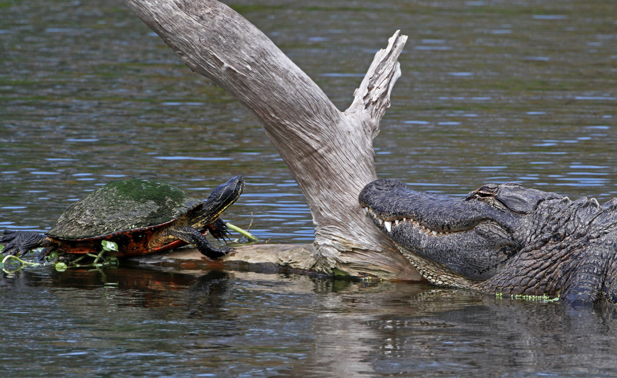 Зачем черепахи подкидывают свои яйца крокодилам?
