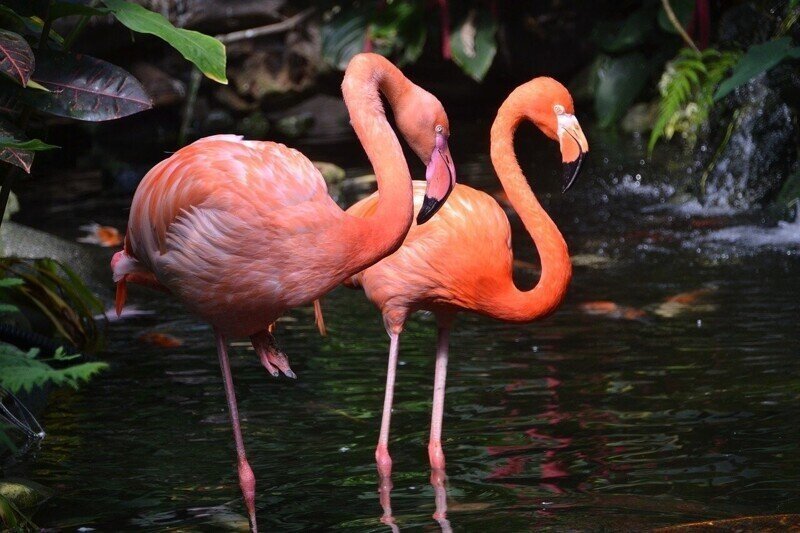 Почему фламинго розовый