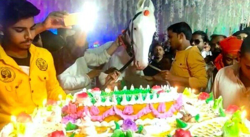 Мужчина  устроил пышный день рождения для своей лошади