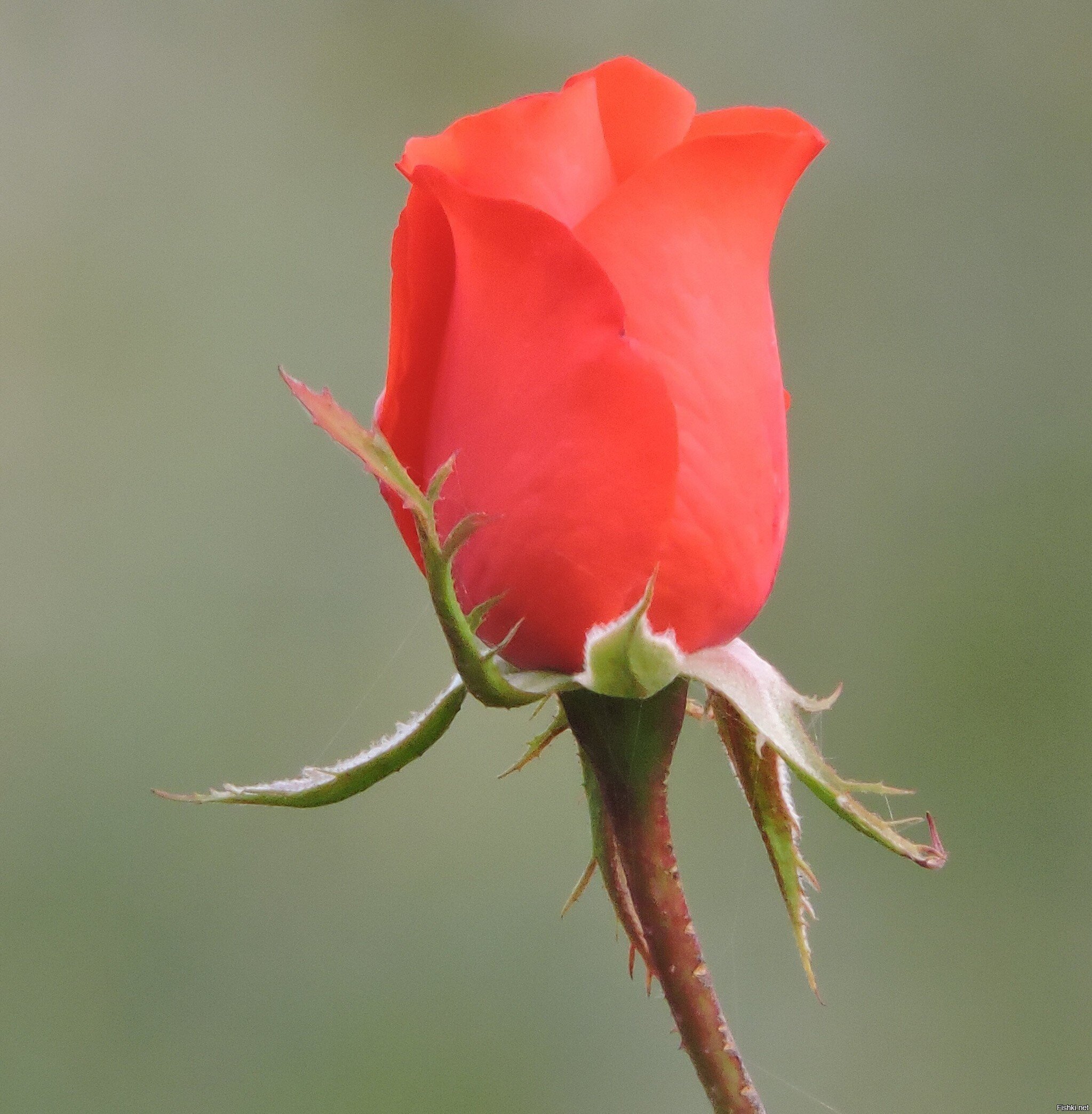 Белокалитвенская роза