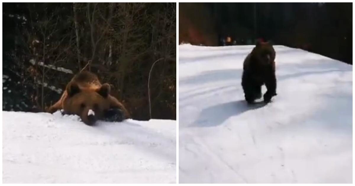 В Румынии медведь устроил погоню за горнолыжником