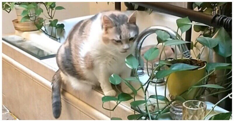 Кошка притворяется, что ест запрещенные растения
